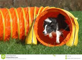 border collie leaping our of tunnel images (6)