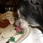 dog licking plate 0311