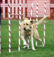yellow lab in weaves images (1)