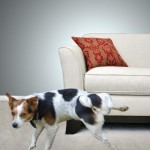 Dog Peeing on Couch_full