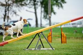 dog going up see saw images (17)